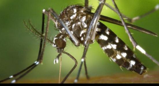 Dengue Mosquito Control Program Launched